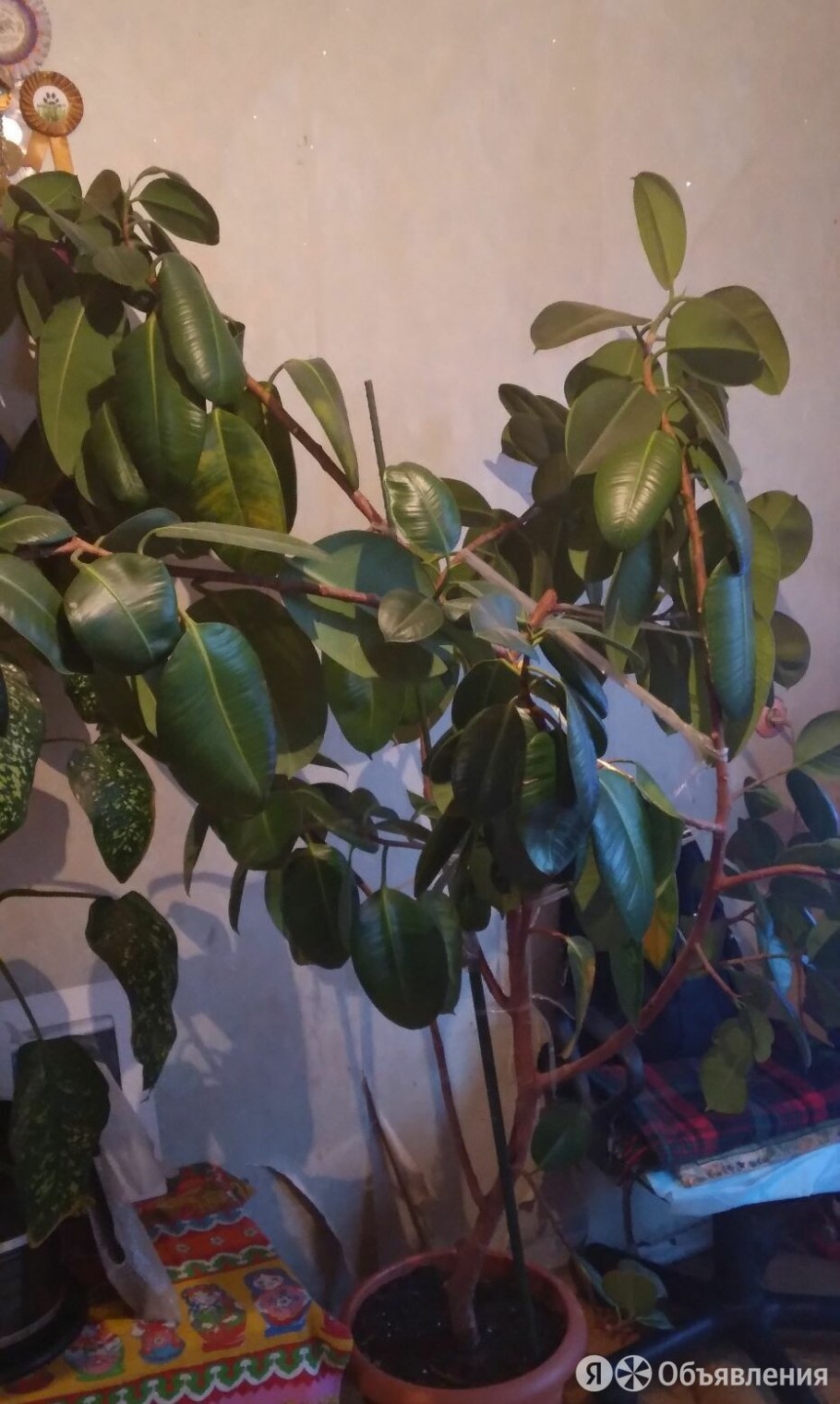 Фикус эластичный каучуконосный