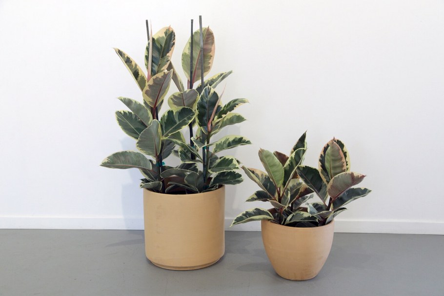 Фикус elastica Black Prince