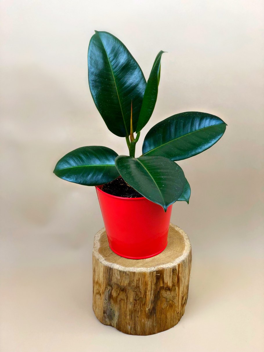 Фикус Бейлиз