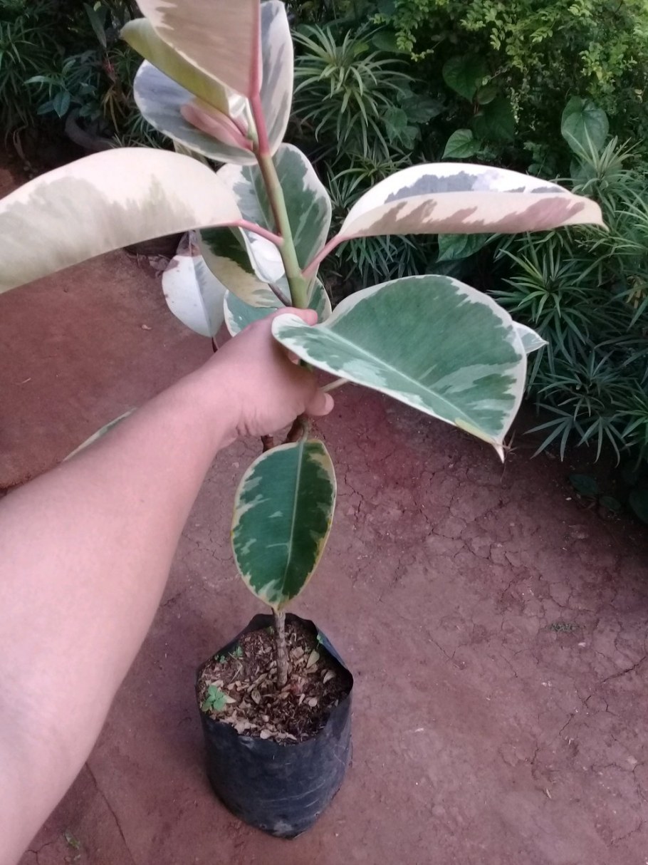 Проект по окружающему фикус эластика