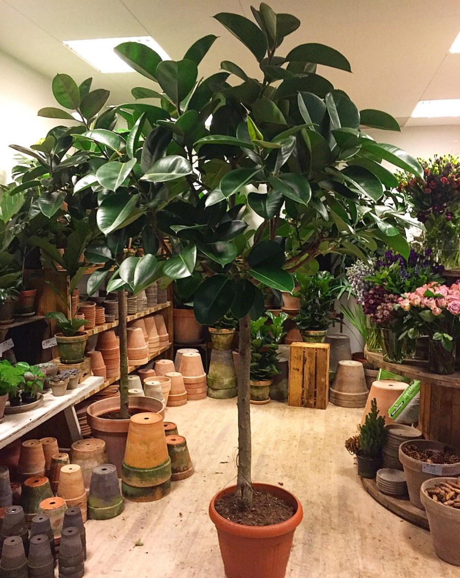 Фикус каучуконосный комнатное растение