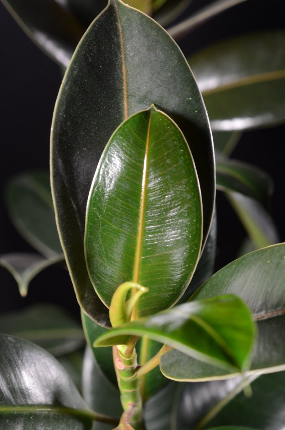 Фикус эластика бургунди