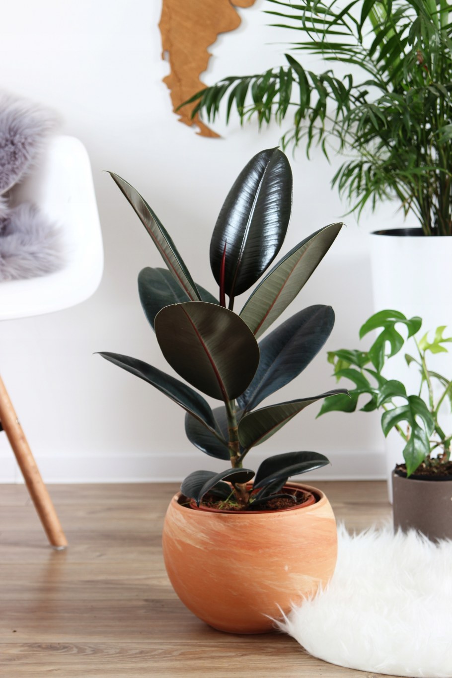 Фикус эластика бонсай