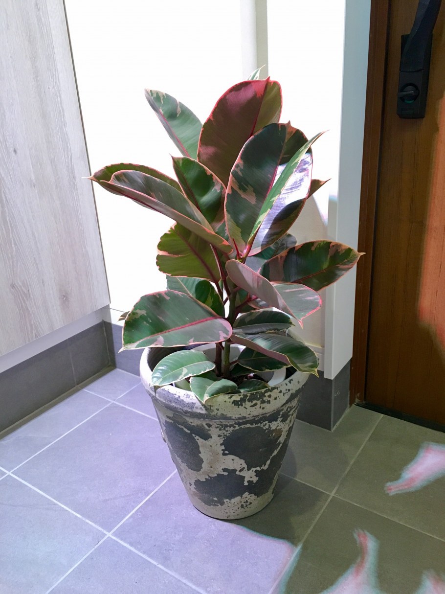 Фикус Сандера