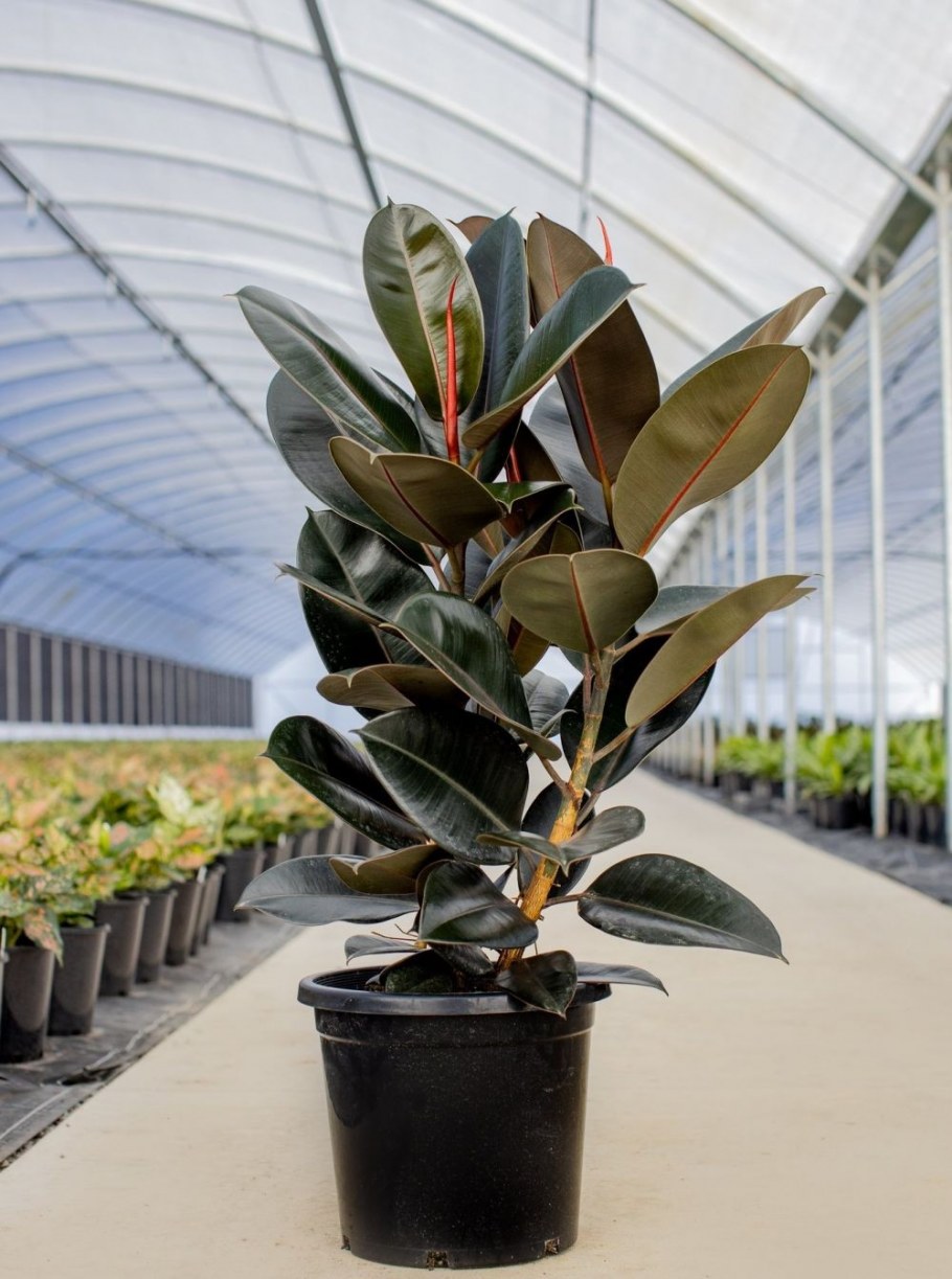 Фикус эласт бургунди