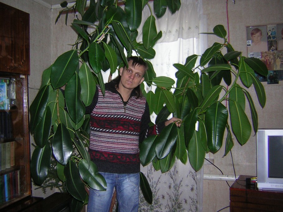 Фикус в интерьере квартиры фото