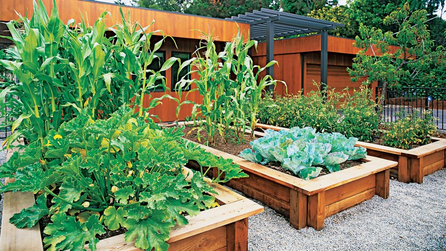 Современные грядки