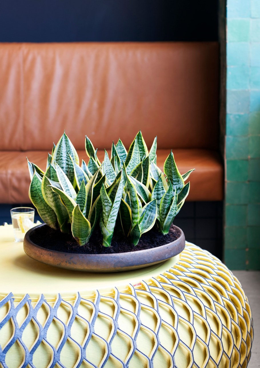 Сансевиерия Ханни цветок