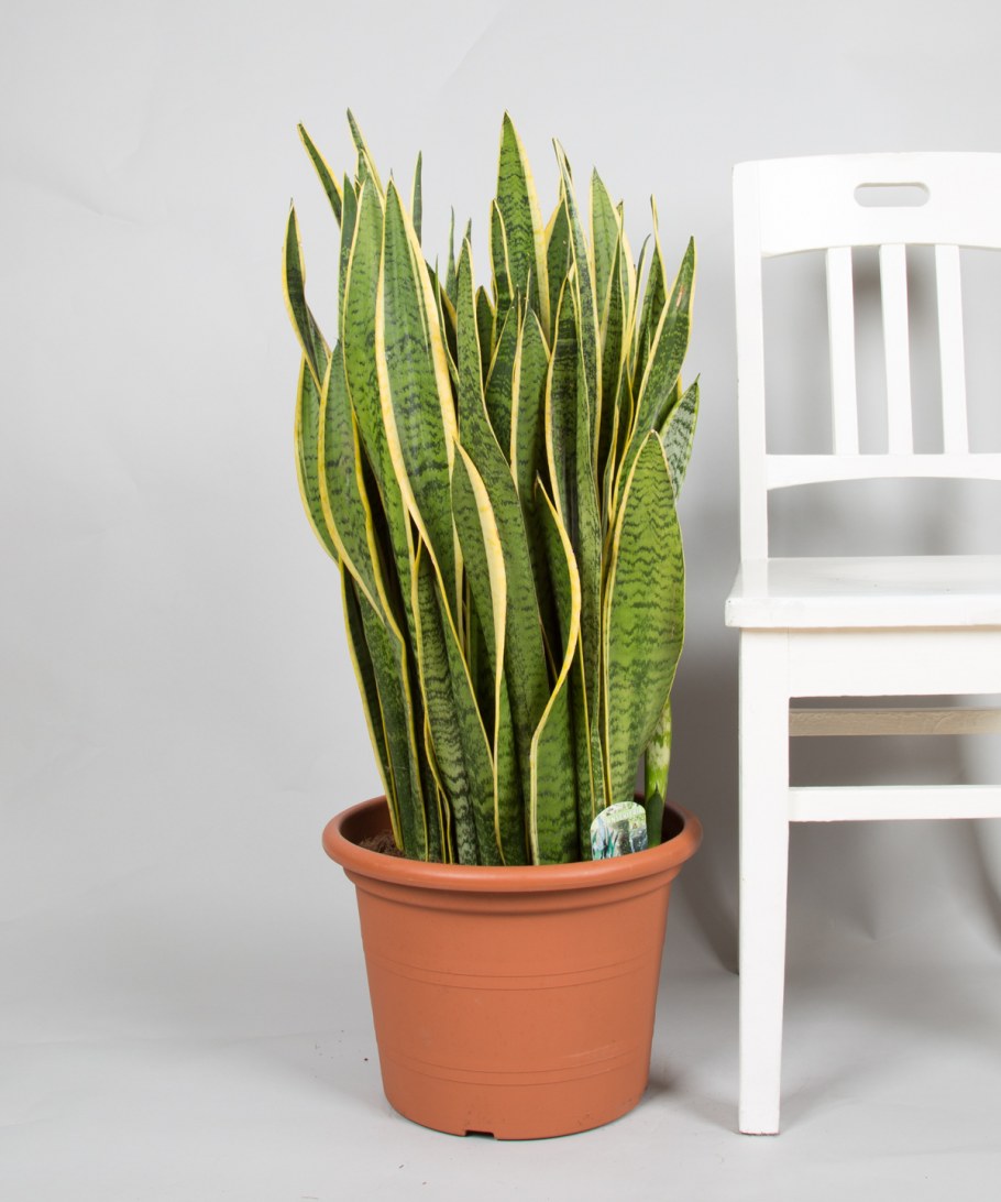 Сансевиерия Лауренти d17 h65