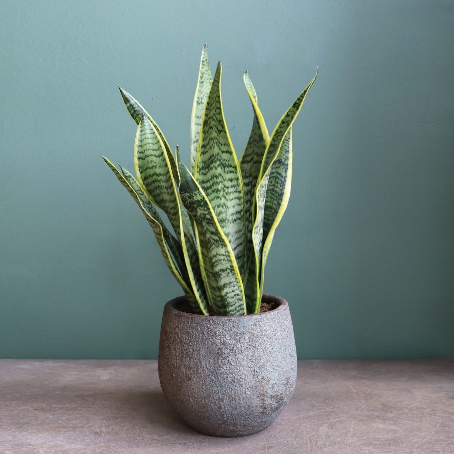 Сансевьера щучий хвост