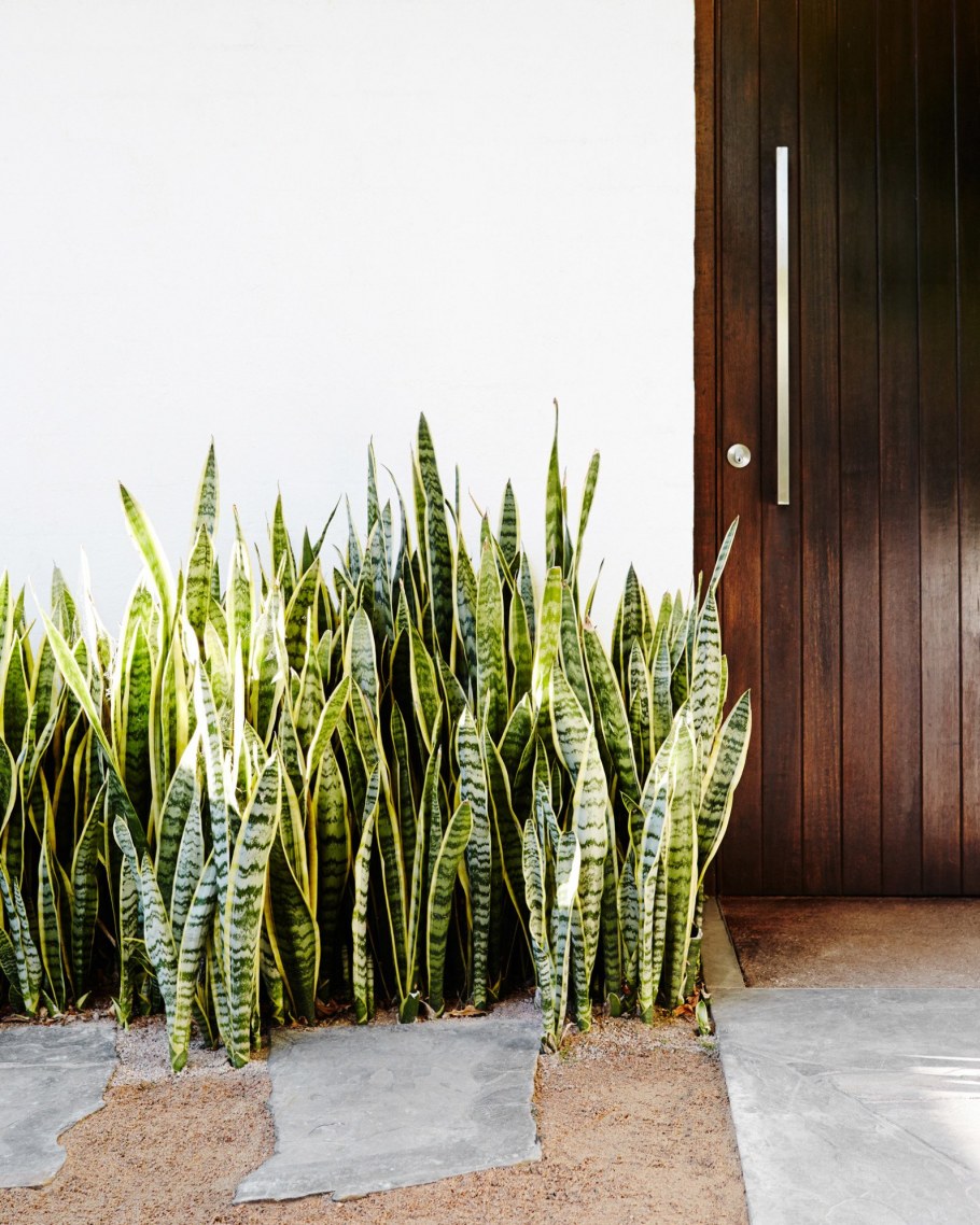 Сансевиерия щучий хвост земля