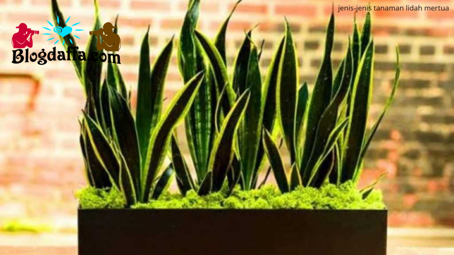 Сансевиерия щучий хвост