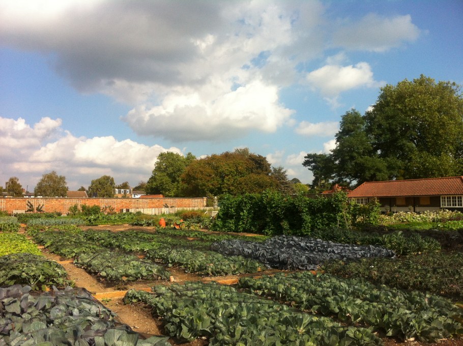 Огород в прованском стиле