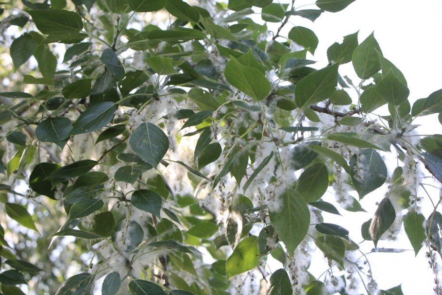 МАКСФОРТЕ шумоизол