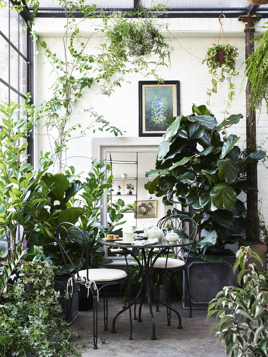 Озеленение комнаты растениями