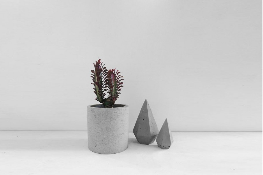 Суккуленты Минимализм