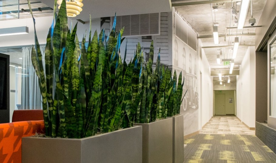 Озеленение сансевьера офис