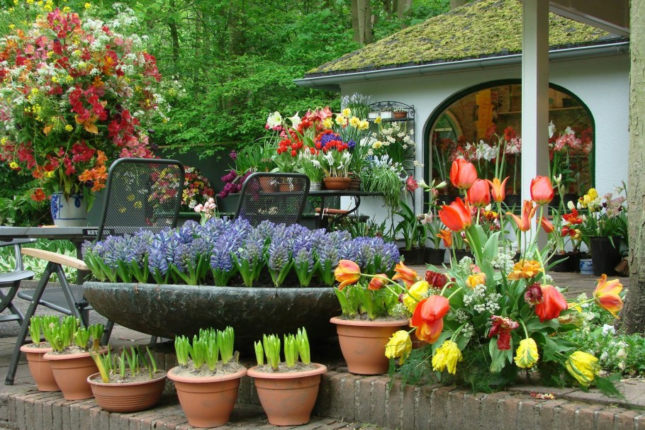 Цветы огородные садовые