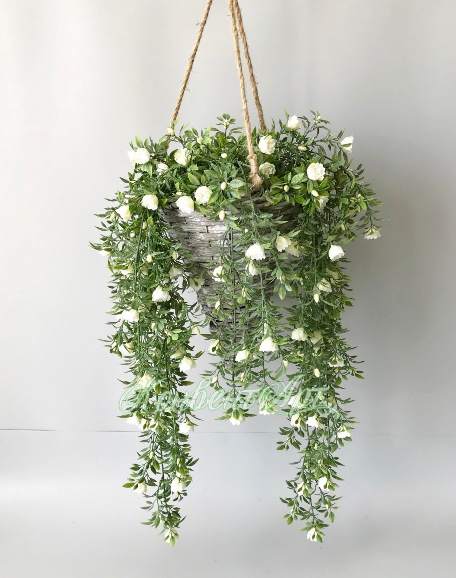 Плющ Хедера в интерьере