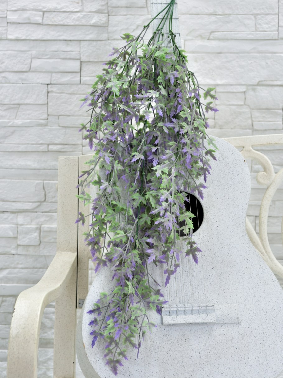 Ампельные растения для зимнего сада