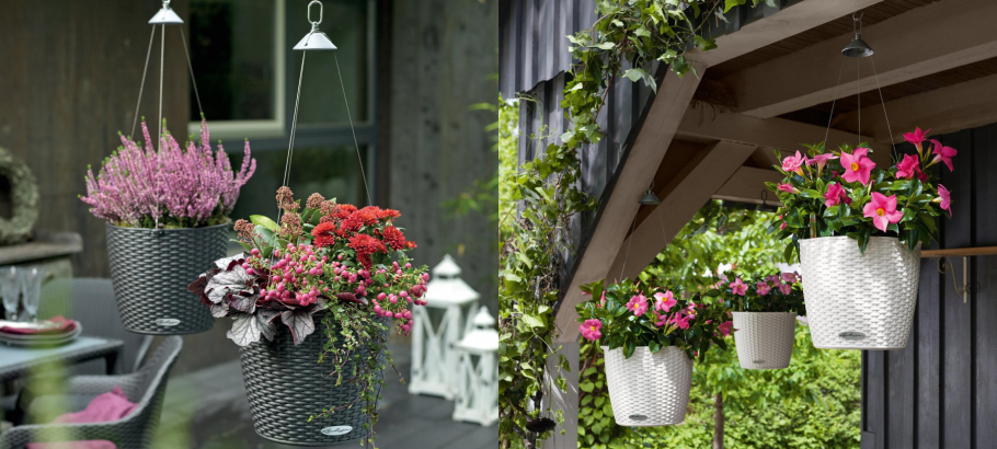 Шоколадница ампельная