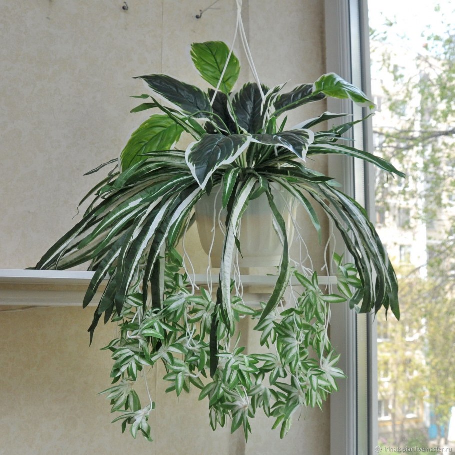 Висячие комнатные растения