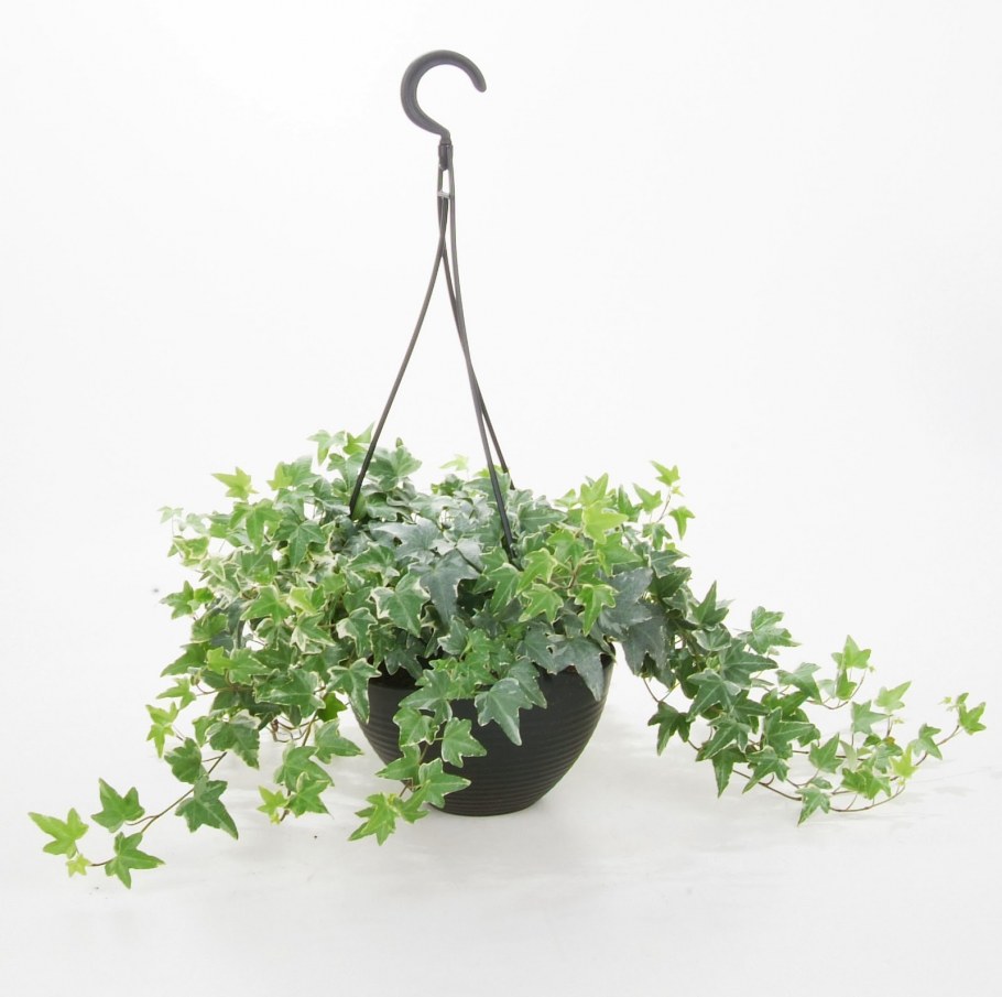 Глициния ампельная