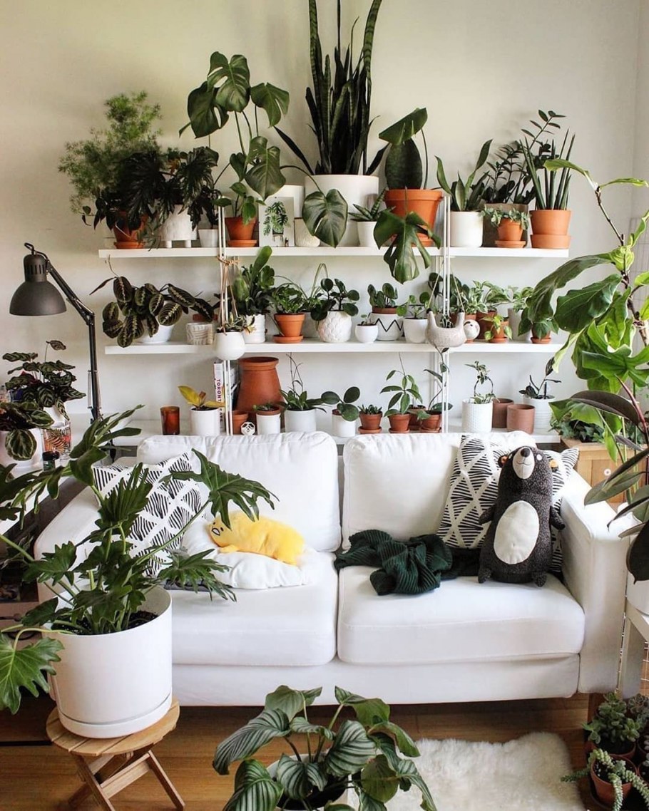 Коллекции цветов в квартире