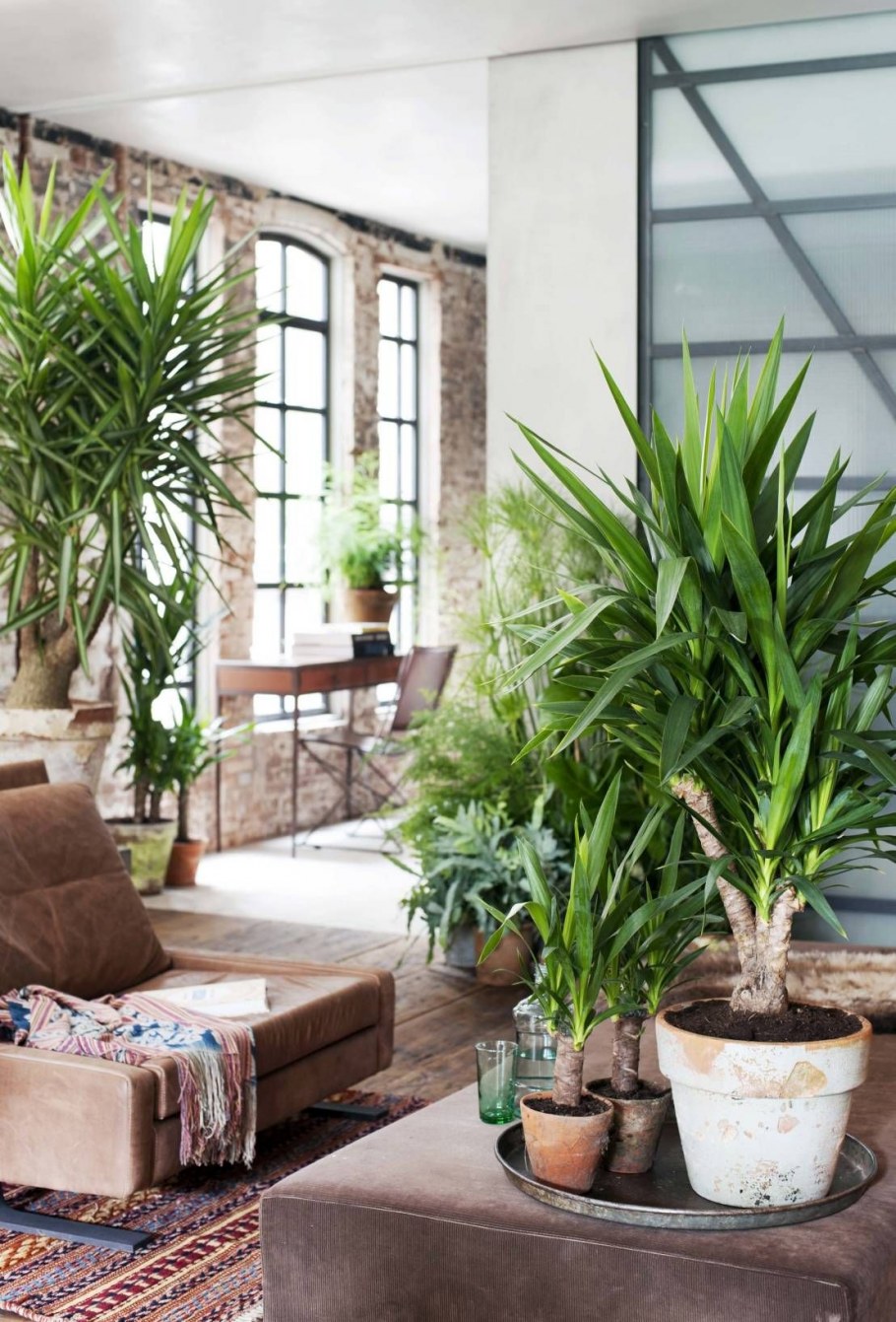 Бюро фитодизайна фикус