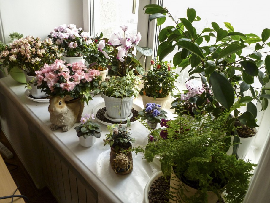 Цветник в квартире