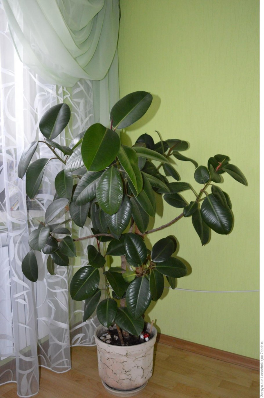 Фикус каучуконосный