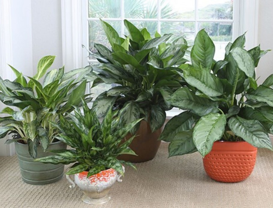 Комнатные цветы в интерьере