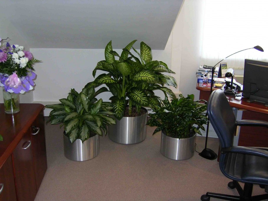 Фикус лирата в интерьере дизайнера