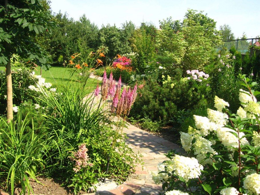 Спаржа в саду в цветнике