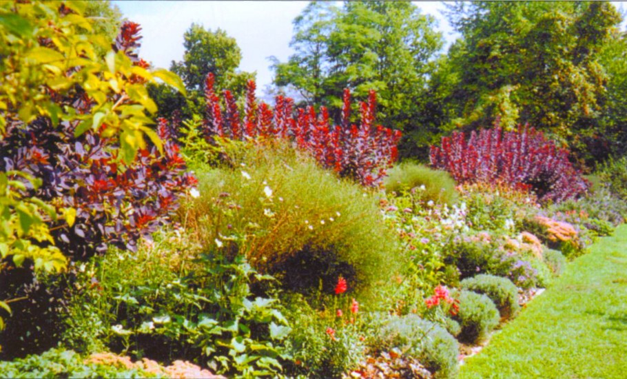 Туя Брабант и дерен