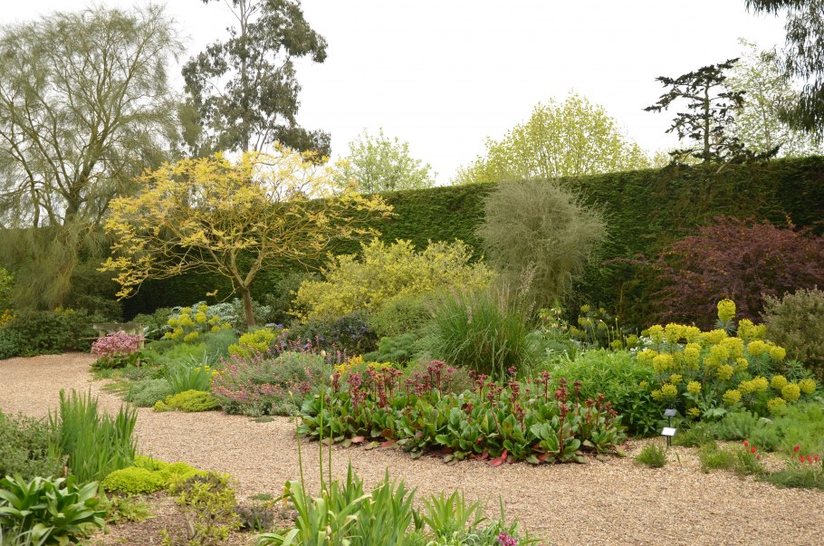 Бирючина миксбордер