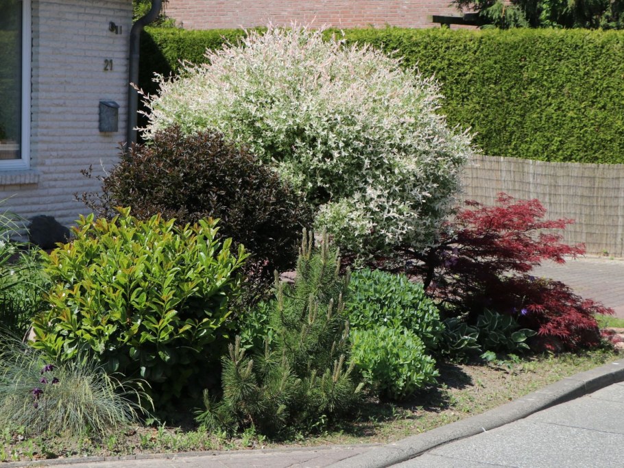 Ива Хакуро нишики в миксбордере