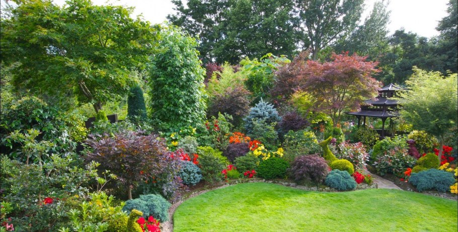 Можжевельник Тунберга