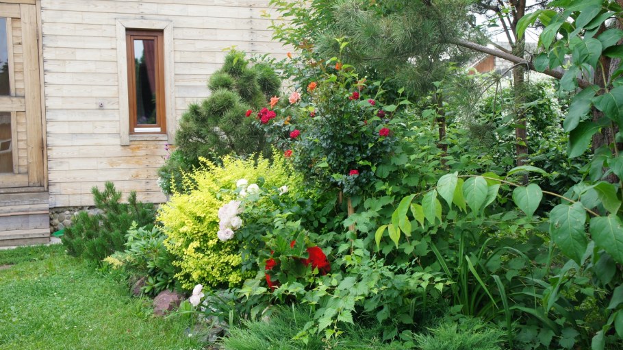 Оранжевый сад Игоря Степанова многолетники