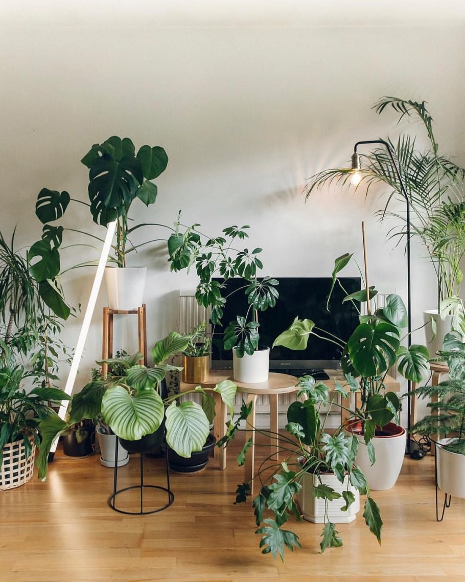 Красиволистные комнатные растения