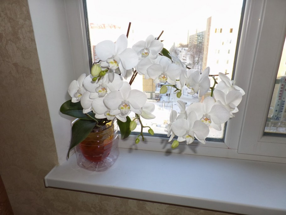 Подоконник с цветами