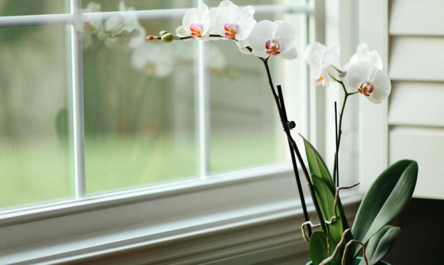 Комнатные растения на подоконнике