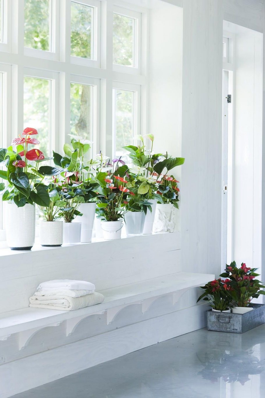 Комнатные растения на окне