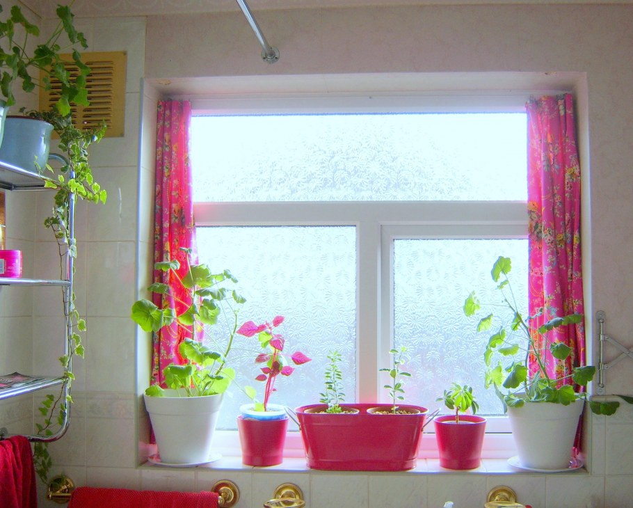 Цветы на подоконнике