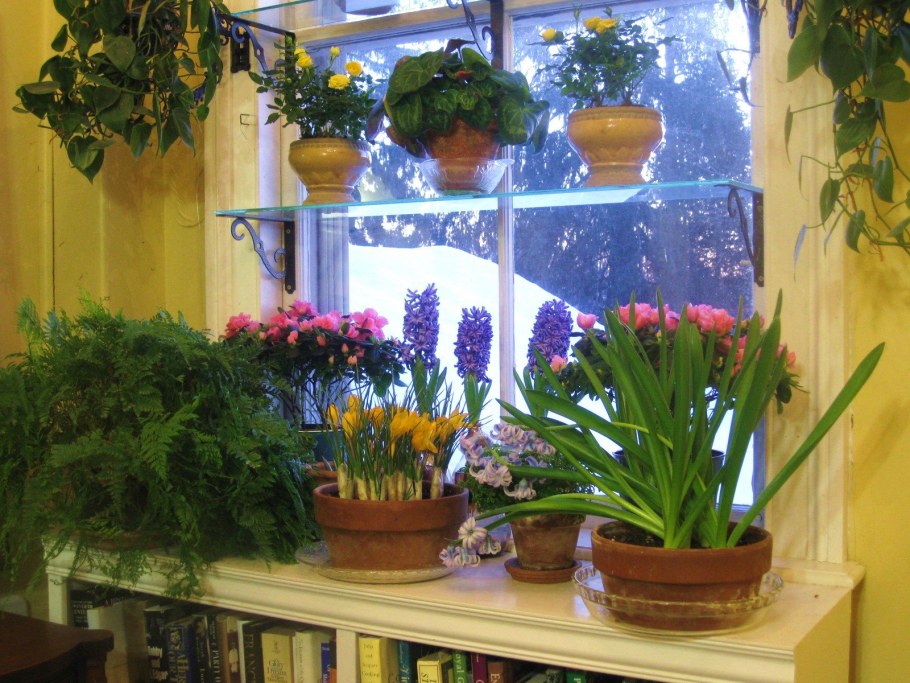 Фазенда зимний сад