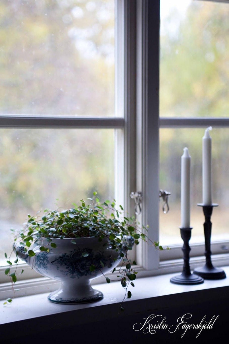 Цветущие орхидеи на подоконнике