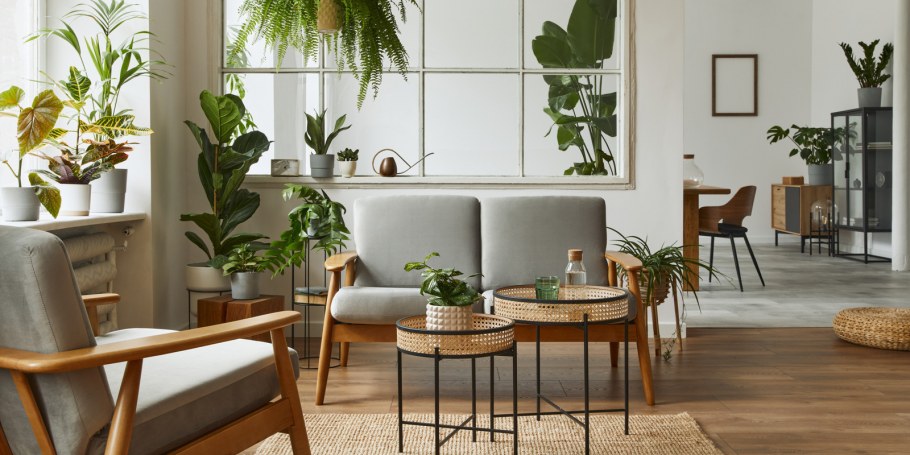 Цикасы комнатные в интерьере