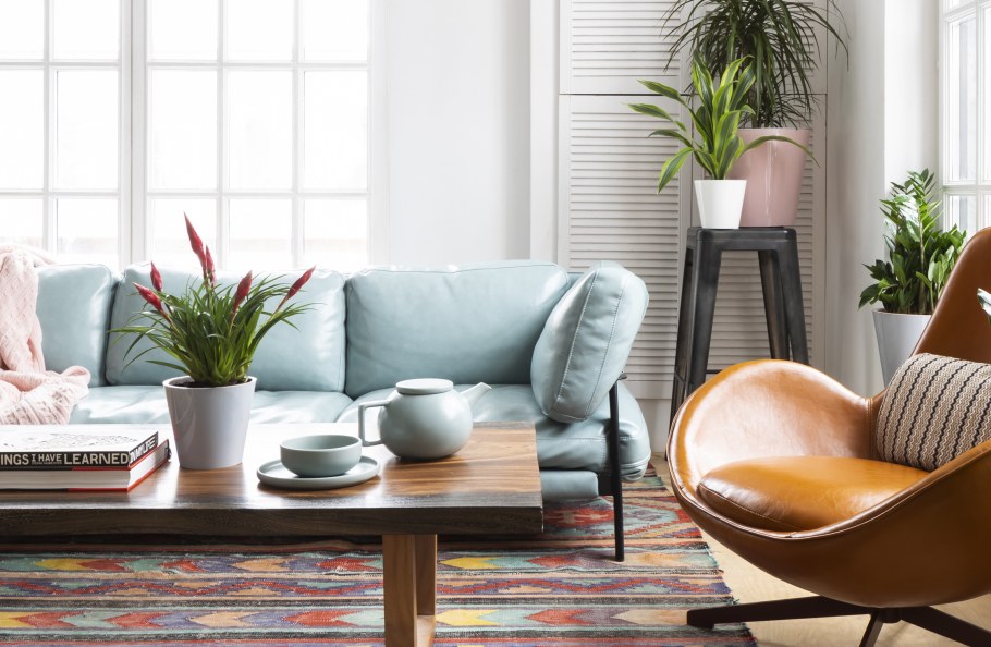 Комнатные растения в интерьереинтерь