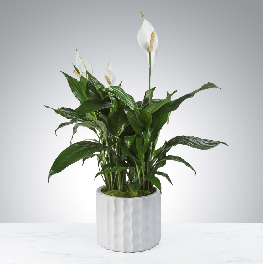 Левитирующие растения LEPLANT