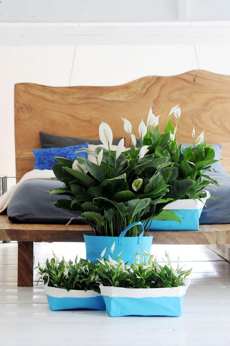 Spathiphyllum House Plant